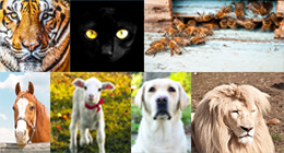 Animals