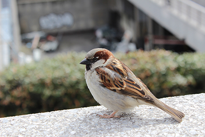 Animals & Birds