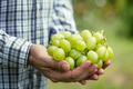 Grapes - PhotoDune Item for Sale