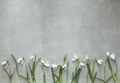 Flowers - PhotoDune Item for Sale