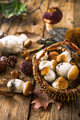 Mushrooms - PhotoDune Item for Sale