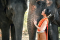 Thai lady beautiful dressing traditional northern style with elephants asian culture with animal - PhotoDune Item for Sale