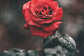 Red rose wallpaper in rain moody background - PhotoDune Item for Sale