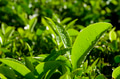 Close up of fresh tea growing on a plantation in India - PhotoDune Item for Sale