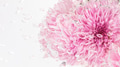 Pink chrysanthemum flower in water with air bubbles macro shot - PhotoDune Item for Sale