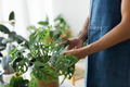 Man tending a potted plant at the shop - PhotoDune Item for Sale