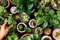 Green houseplant background for plant lovers - PhotoDune Item for Sale