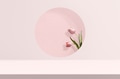 Flower product backdrop with tulip in pink - PhotoDune Item for Sale