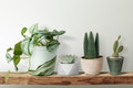 Cute small plants on a shelf - PhotoDune Item for Sale