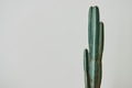 Green cactus on gray background - PhotoDune Item for Sale