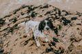 English setter dog at the beach, warm tone filter - PhotoDune Item for Sale