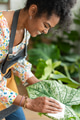 Plant shop owner cleaning the leaf of potted plant - PhotoDune Item for Sale