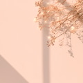 Beige sparkle dried flower background image - PhotoDune Item for Sale