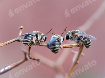 Apis trigona bee