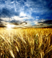 Wheatfield - PhotoDune Item for Sale