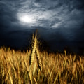 Wheat - PhotoDune Item for Sale