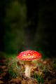 Amanita mushroom - PhotoDune Item for Sale