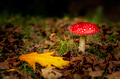 Amanita mushroom - PhotoDune Item for Sale
