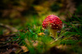 Amanita mushroom - PhotoDune Item for Sale