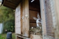 Fluffy pet rabbit, bunny, watching from wooden rabbit hutch, cage in the garden. - PhotoDune Item for Sale