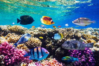 Different tropical fish on a coral reef in the Red Sea