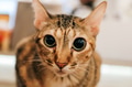 Tabby Brown Stripped cat being curious with big beautiful eyes looking in front at home - PhotoDune Item for Sale