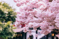 Close up of Pink Cherry Blossoms or known as Sakura in Japanese - PhotoDune Item for Sale