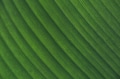 Close up of macro detailed natural leaf texture in diagonal lines - PhotoDune Item for Sale