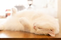 White fluffy cute cat sleeping and lying on back at home. - PhotoDune Item for Sale