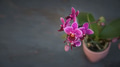 purple orchid flower with dark text space - PhotoDune Item for Sale