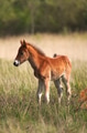 Wild Colt - PhotoDune Item for Sale