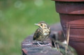 Baby Song Thrush - PhotoDune Item for Sale
