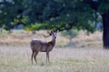 Doe deer - PhotoDune Item for Sale