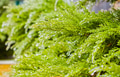Green Plants in the ice after a natural cataclysm - PhotoDune Item for Sale