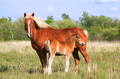 Mare and Colt profile - PhotoDune Item for Sale