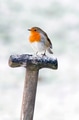 A Robin perched on a fork handle in the snow - PhotoDune Item for Sale