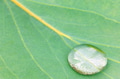 Droplet on Eucalyptus - PhotoDune Item for Sale