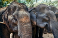 Asian elephants standing together at an animal sanctuary in Thailand - PhotoDune Item for Sale