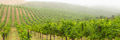 Beautiful Grape Vineyard Landscape Banner. - PhotoDune Item for Sale