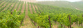 Beautiful Grape Vineyard Landscape Banner. - PhotoDune Item for Sale