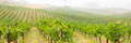 Beautiful Grape Vineyard Landscape Banner. - PhotoDune Item for Sale