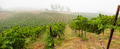 Beautiful Grape Vineyard Landscape Banner. - PhotoDune Item for Sale