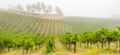 Beautiful Grape Vineyard Landscape Banner. - PhotoDune Item for Sale