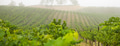 Beautiful Grape Vineyard Landscape Banner. - PhotoDune Item for Sale