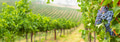 Beautiful Grape Vineyard Landscape Banner. - PhotoDune Item for Sale