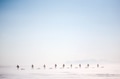 Winter Wilderness Adventure - PhotoDune Item for Sale