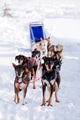 Dog Sled - PhotoDune Item for Sale