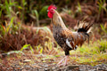 Proud chicken - PhotoDune Item for Sale
