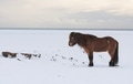 Icelandic horse - PhotoDune Item for Sale