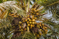 Coconut palm tree - PhotoDune Item for Sale